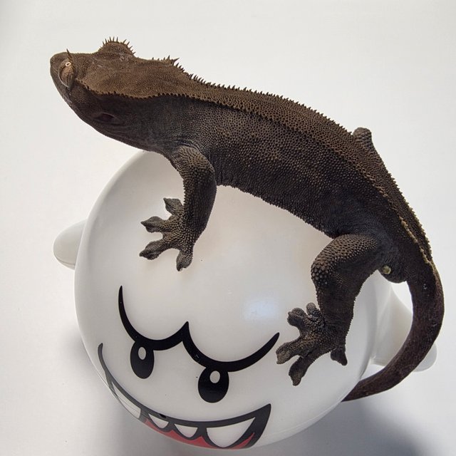 챠콜 팬텀 카푸치노 다크