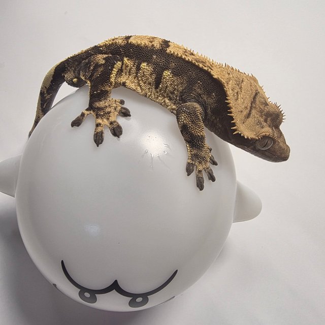 트라이 익스트림할리퀸