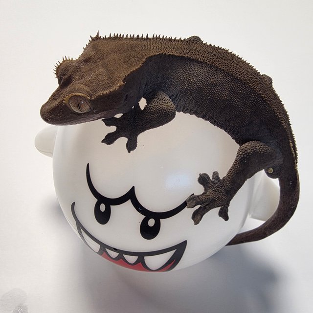 챠콜 팬텀 카푸치노 다크