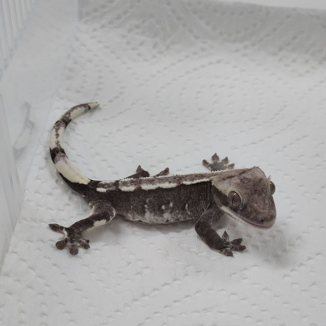 아잔틱