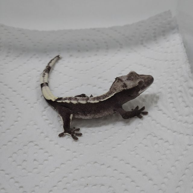 아잔틱