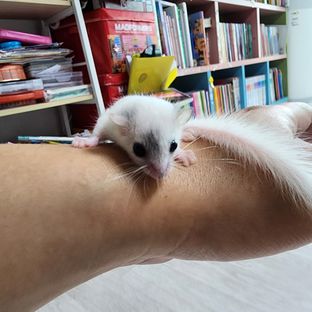 하이 화이트