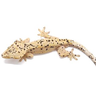 슈퍼달마시안 옐로우