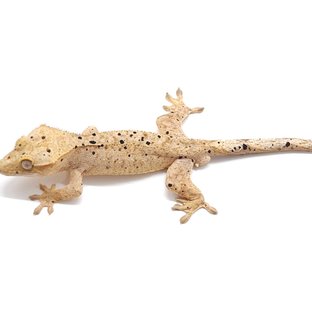 슈퍼달마시안 옐로우