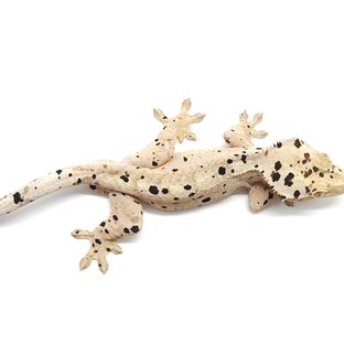 슈퍼달마시안 옐로우