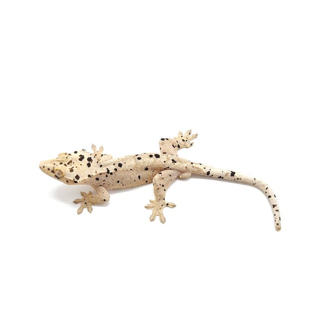 슈퍼달마시안 옐로우