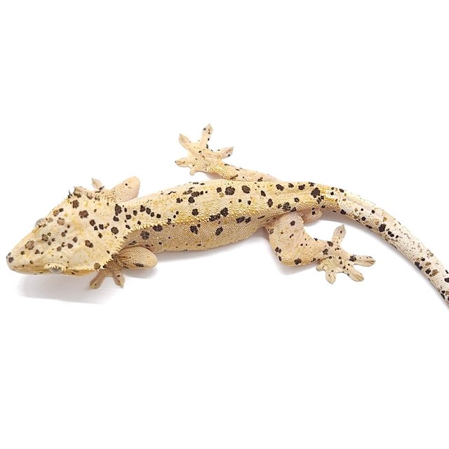 슈퍼달마시안 옐로우