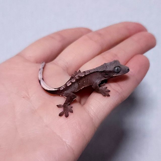 초초