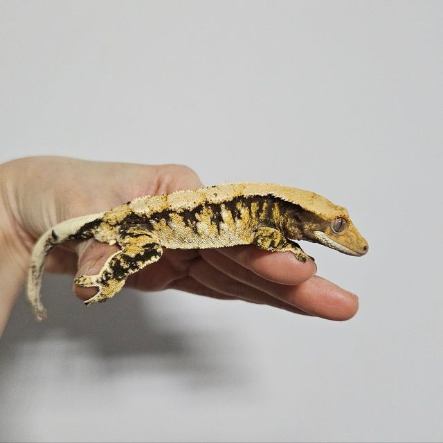 100%헷초초