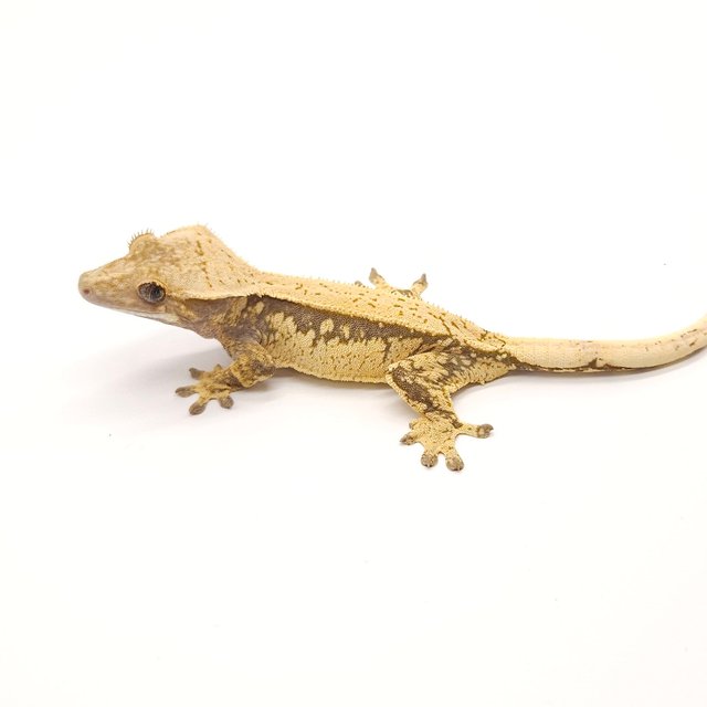 노멀 쿼드 드리피