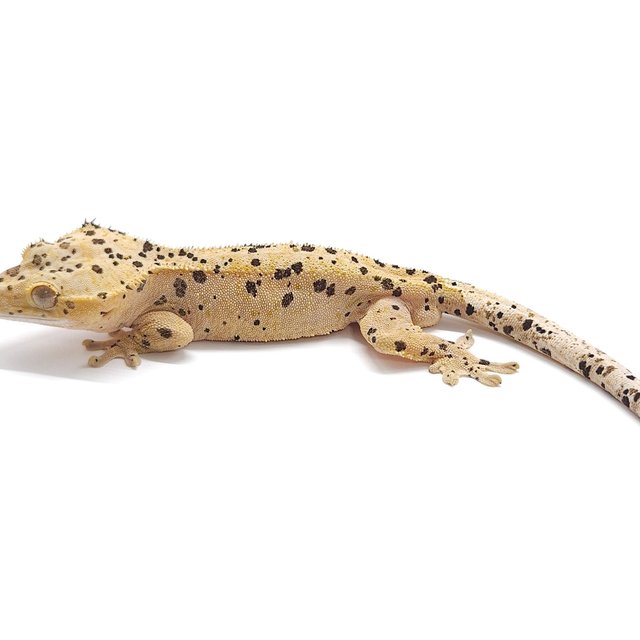 슈퍼달마시안 옐로우