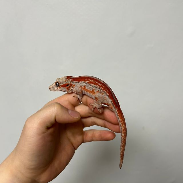 레드 스트라이프