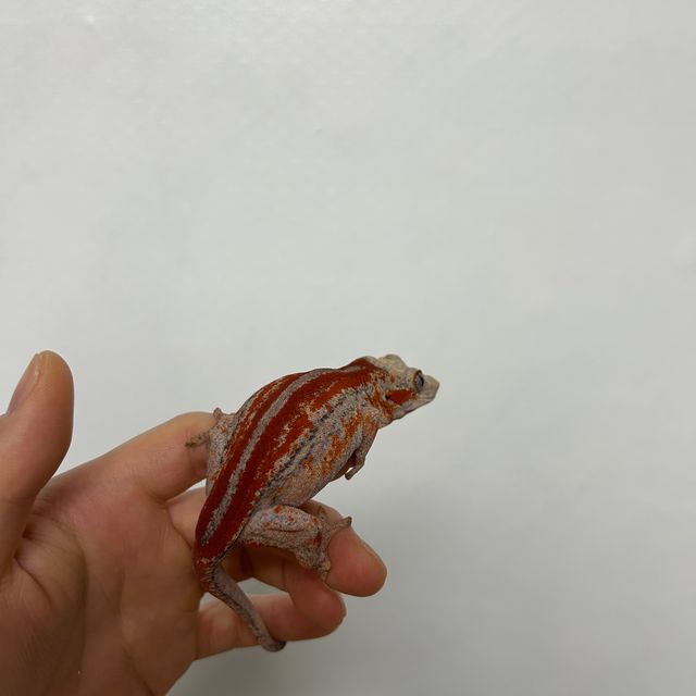 레드 스트라이프