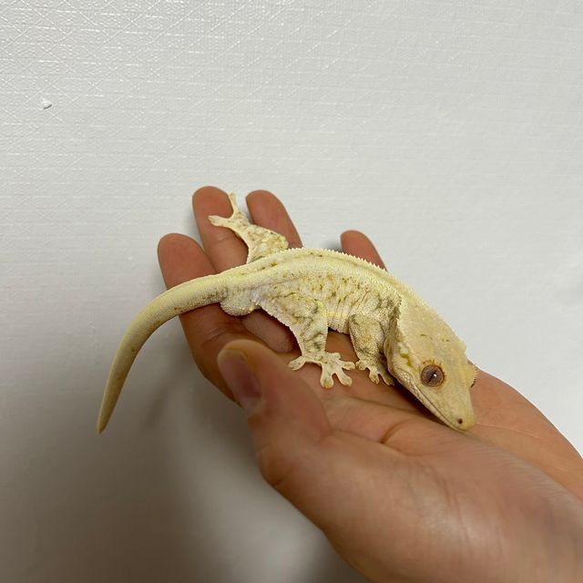 릴리화이트 트라이 익스트림할리퀸