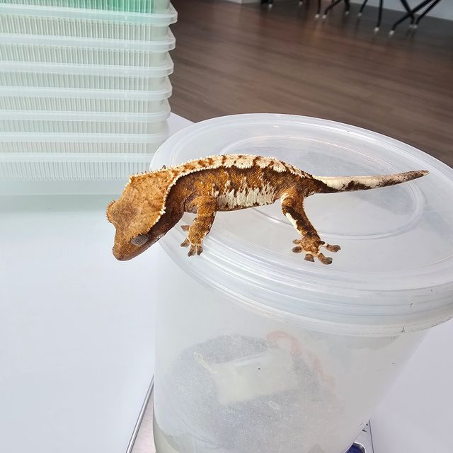트라이 익스트림할리퀸 텐저린 화이트핀