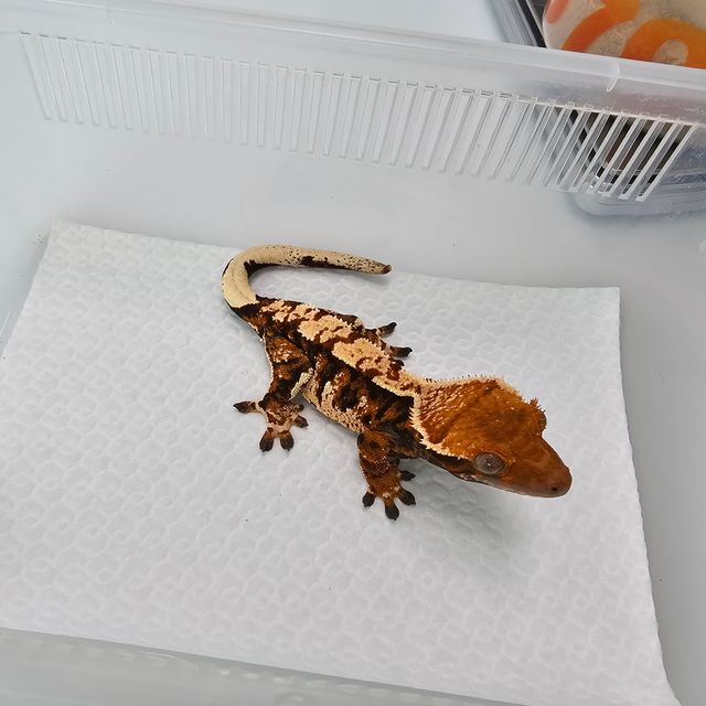 트라이 익스트림할리퀸 화이트핀 텐저린