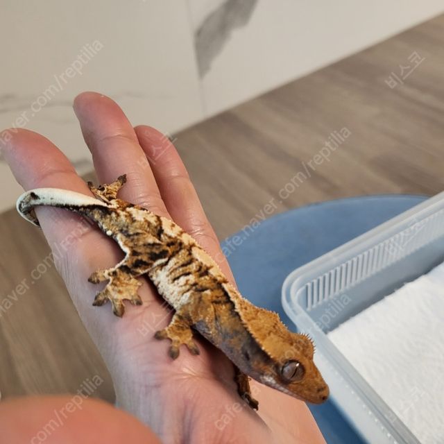 트라이 익스트림할리퀸 텐저린