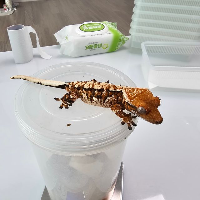트라이 익스트림할리퀸 화이트핀