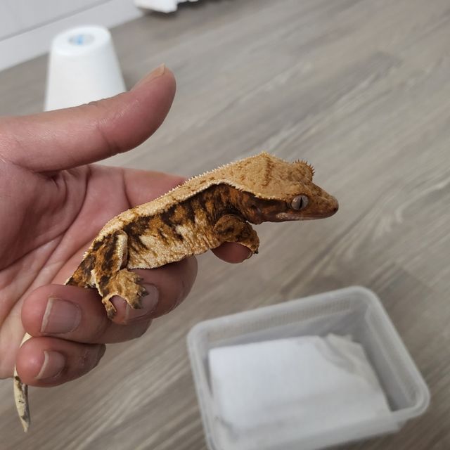 트라이 익스트림할리퀸 텐저린