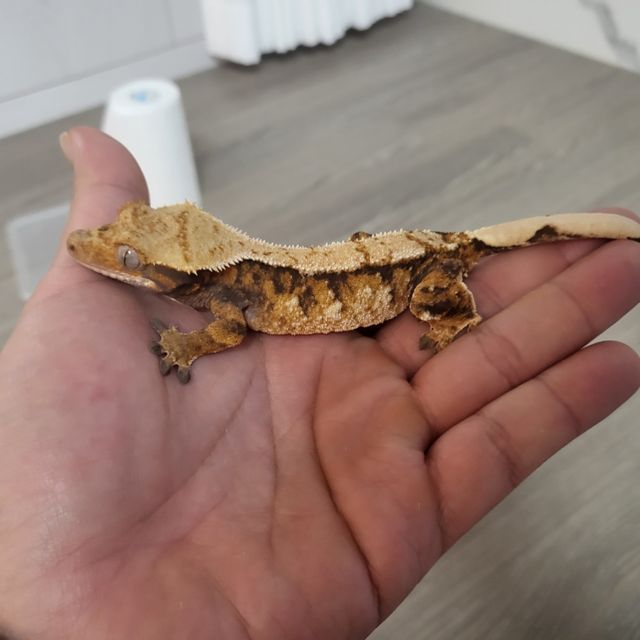 트라이 익스트림할리퀸 텐저린