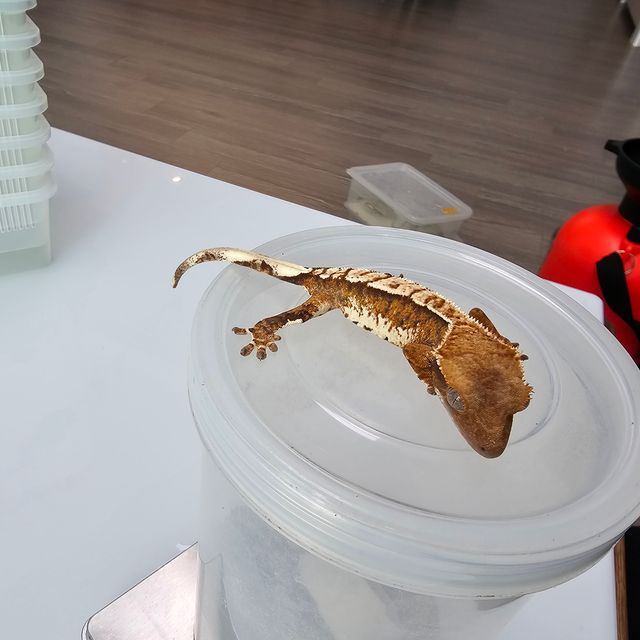 트라이 익스트림할리퀸 텐저린 화이트핀