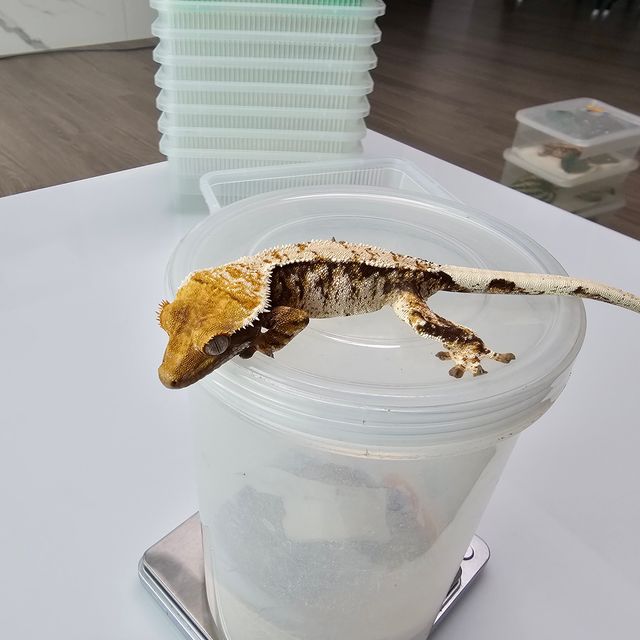 트라이 익스트림할리퀸 화이트스팟 화이트포트홀 화이트핀