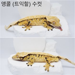 앵콜