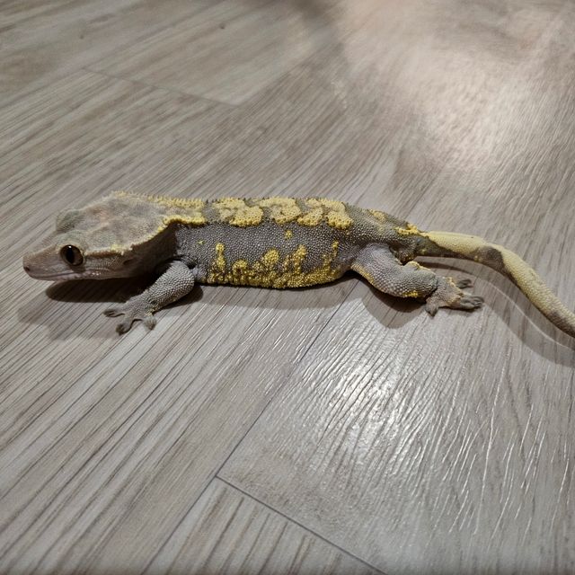 노멀