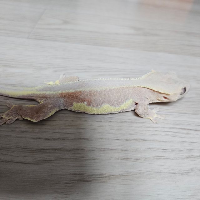 레드 팬텀 릴리화이트