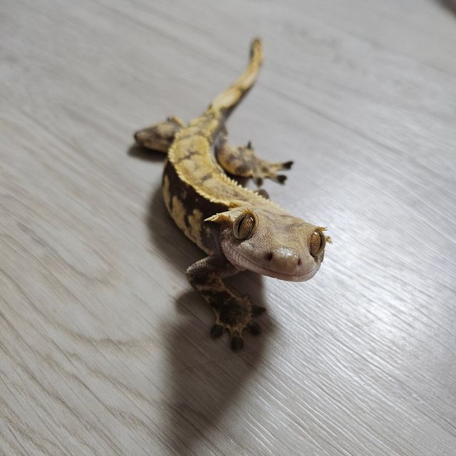 다크 쿼드