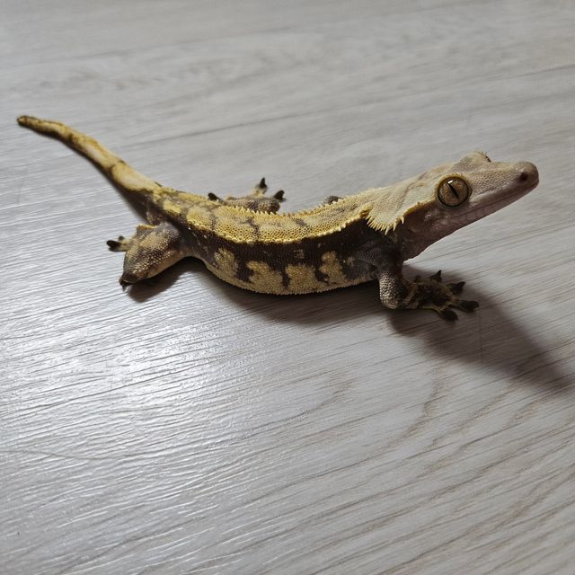 다크 쿼드