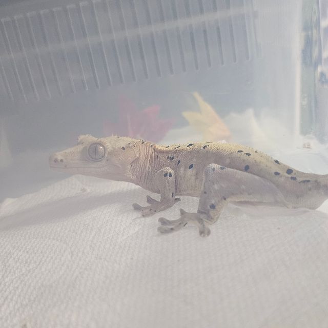 달마시안