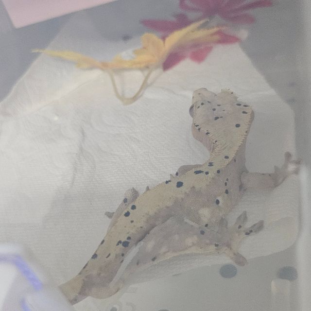 달마시안
