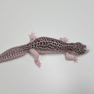 갤럭시