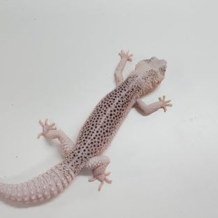 갤럭시