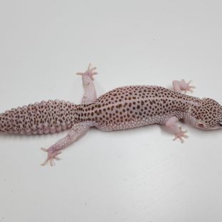 갤럭시