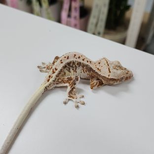 릴리화이트