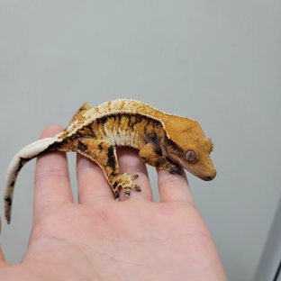 트라이 익스트림할리퀸