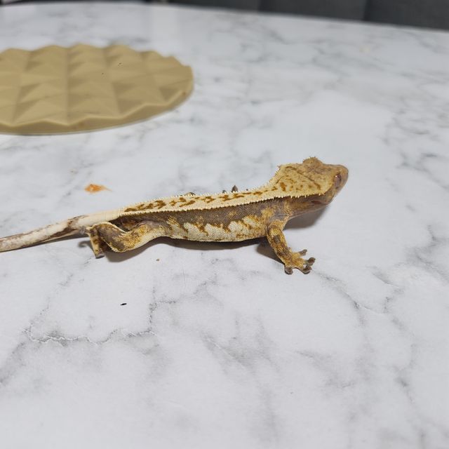풀핀 쿼드