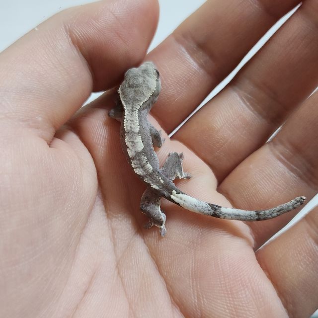 아잔틱
