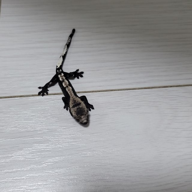 아잔틱