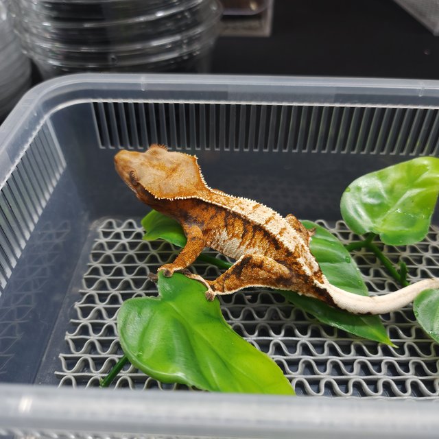 트라이 익스트림할리퀸