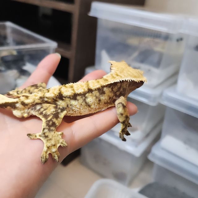 트라이 익스트림할리퀸