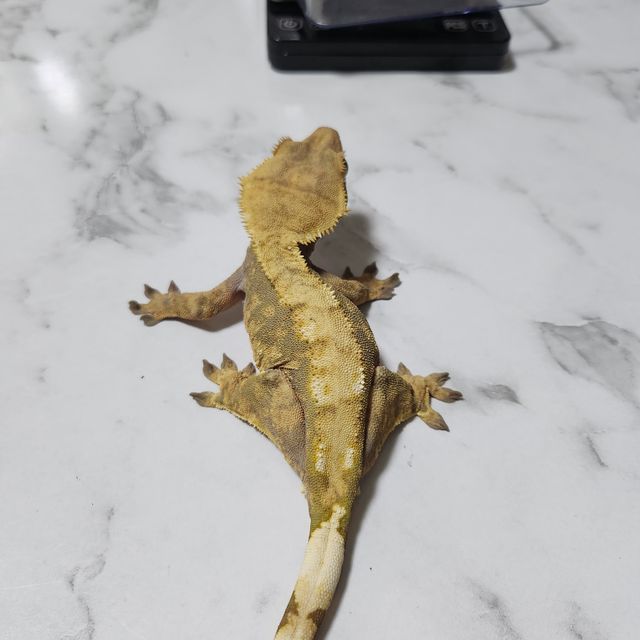 할리퀸