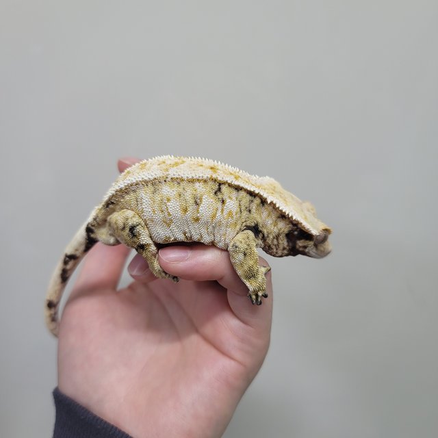 트라이 익스트림할리퀸 드리피 화이트스팟