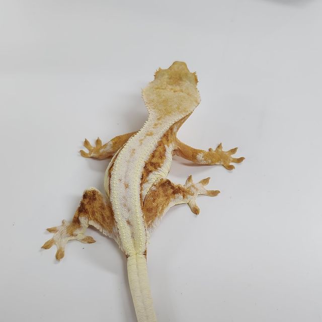 크림 릴리화이트