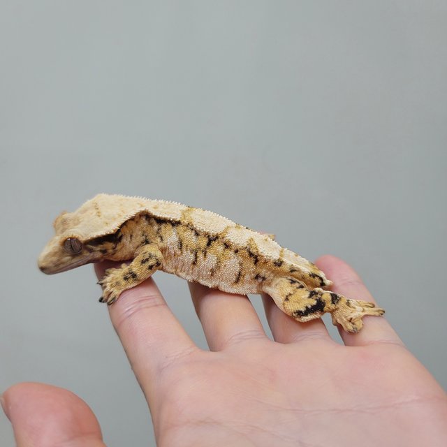 트라이 익스트림할리퀸 드리피 화이트스팟