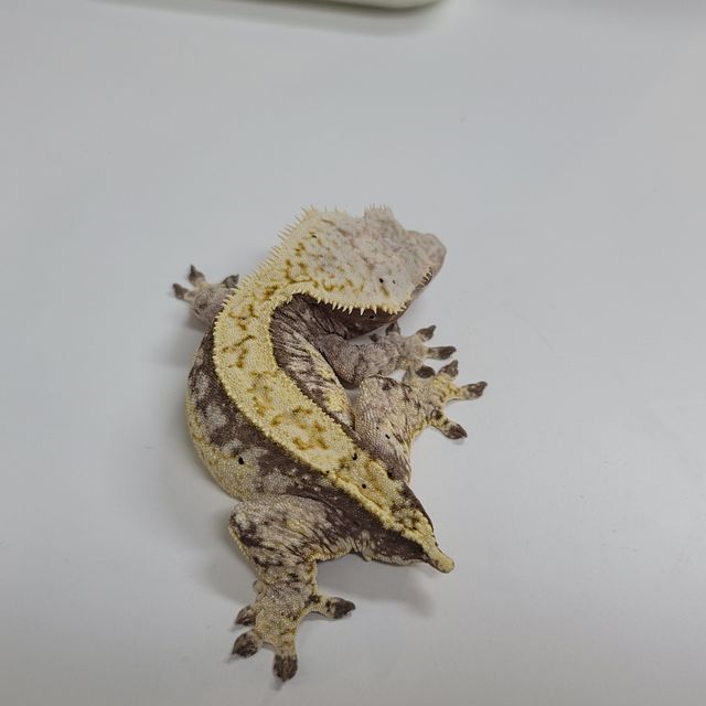 익스트림할리퀸