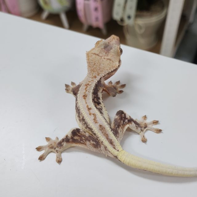릴리화이트