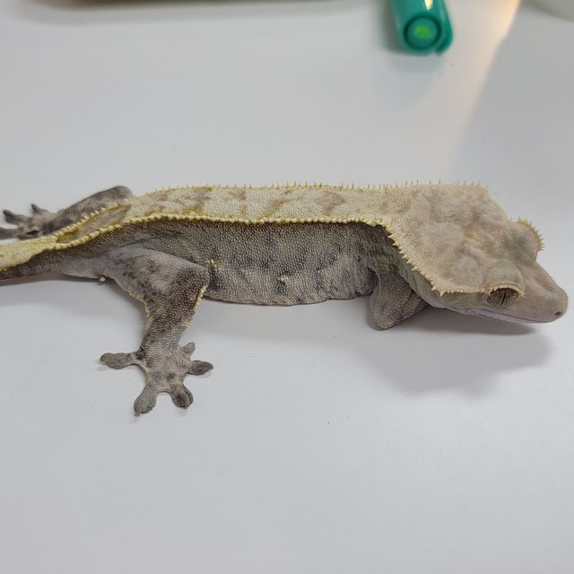 할리퀸